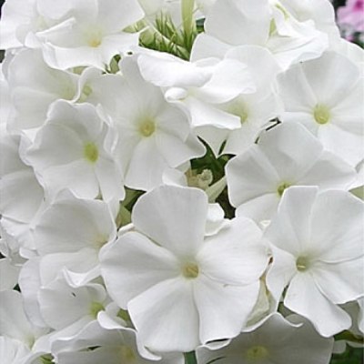 Флокс Пина Колада
