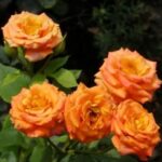 Роза "БЕЙБ" — изображение 3
