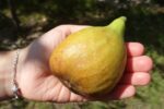 Инжир "БРУНСВИК" — изображение 2