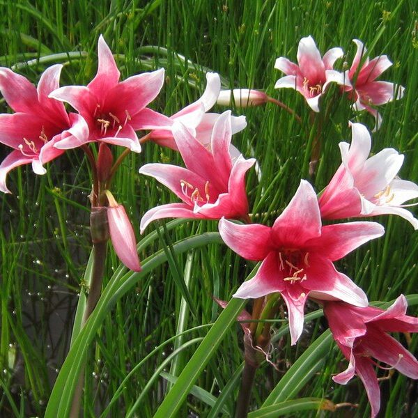 Кринум Campanulatum