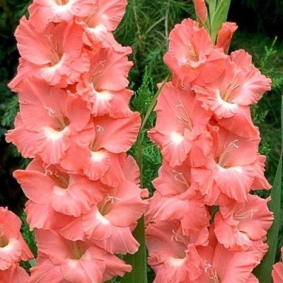Гладиолус Лолита (5 шт. луковиц в упаковке)