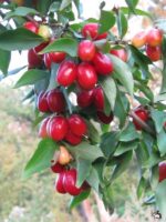 Кизил "ЕВГЕНИЯ" — изображение 3