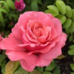 Роза "ФАВОРИТ" — изображение 3