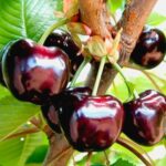 Черешня "ФРАНЦУЗСКАЯ ЧЕРНАЯ" (июль)