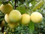 Алыча "ГЕК" — изображение 3