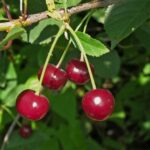 Вишня "ГРАДСКАЯ" — изображение 3