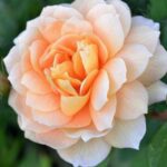Роза "ГРЕЙС" — изображение 3