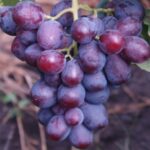 Виноград "КАРДИНАЛ" — изображение 3