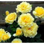 Роза "КАЗИНО" — изображение 2