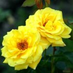 Роза "КАЗИНО" — изображение 3