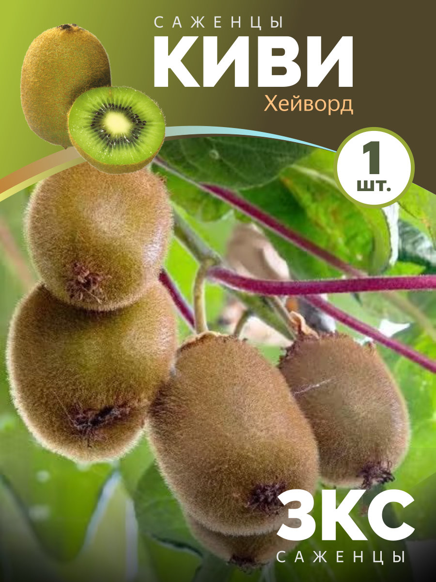 kivi-heyvord.jpg Киви Хейворд — изображение 1