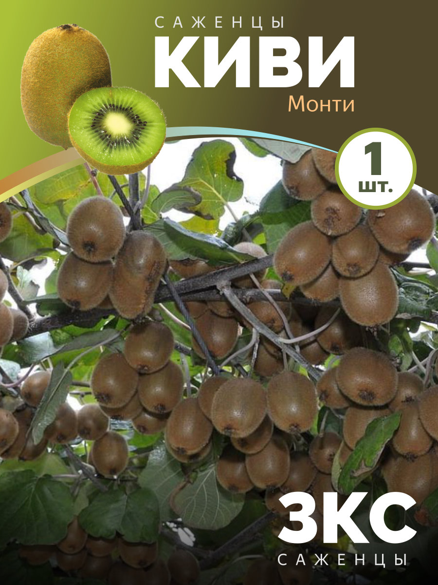 Киви Монти