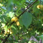 Кизил "АЛЁША" — изображение 3