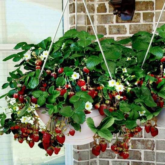 Клубника ампельная (вьющаяся) 6 шт в упаковке