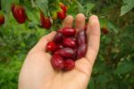 Кизил "КОСТЯ" — изображение 3
