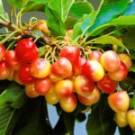 Черешня "КРАСНАЯ ГОРКА" ранняя