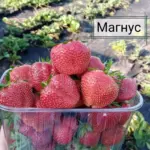 Клубника "МАГНУС" (6 шт.)