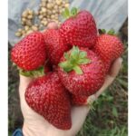 Клубника "МАГНУС" (6 шт.) — изображение 3