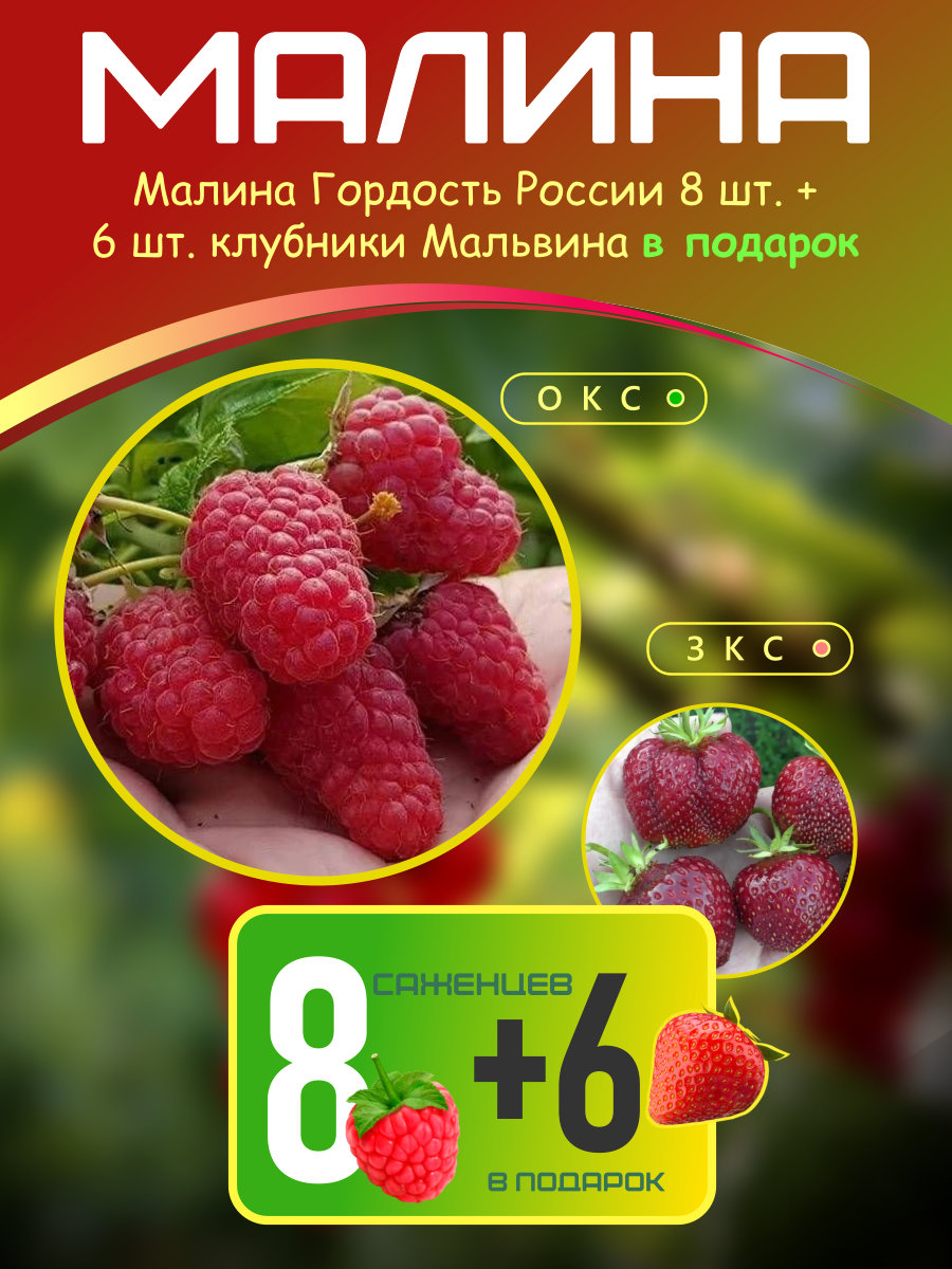 malina-gordost-rossii.jpeg Малина Гордость России 8 шт. + клубника Мальвина 6 шт. — изображение 1