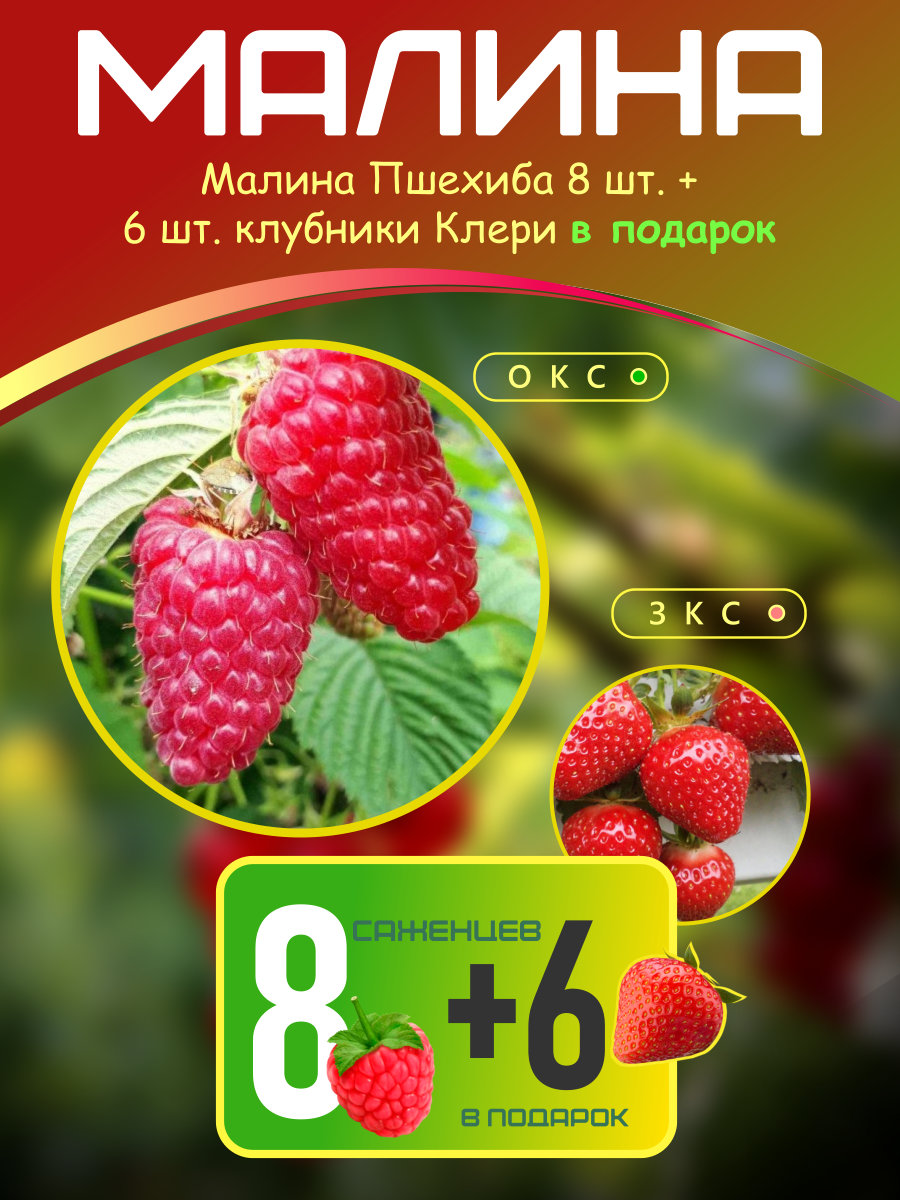 Малина Пшехиба 8 шт. + клубника Клери 6 шт.