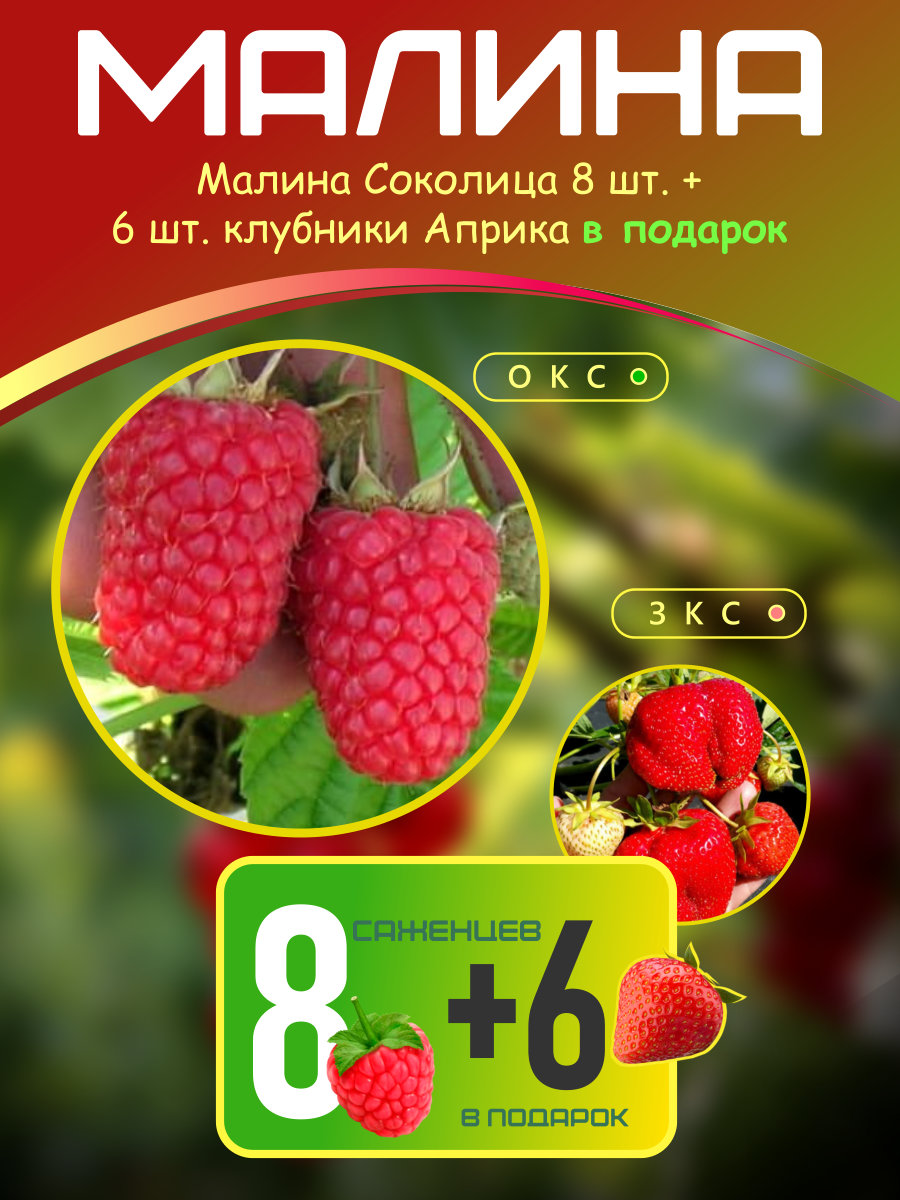 Малина Соколица 8 шт.+ клубника Априка 6 шт.