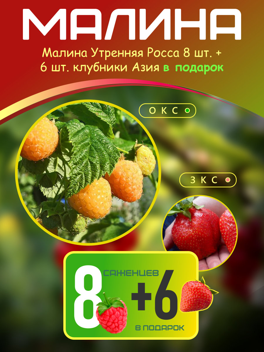 Малина Утренняя Роса 8 шт. + клубника Азия 6 шт