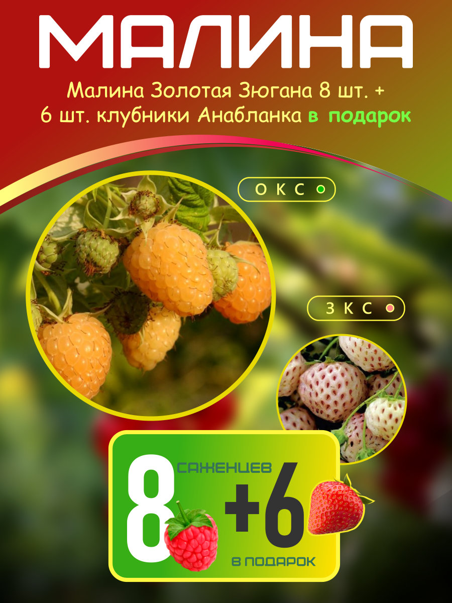 malina-zolotaya-zyugana.jpeg Малина Золотая Зюгана 8 шт + Анабланка клубника : шт. — изображение 1