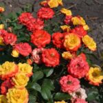 Роза "МАНДАРИН" — изображение 3