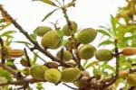 Миндаль "КАЛИФОРНИЙСКИЙ" — изображение 2