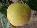 Айва "МИР" — изображение 3