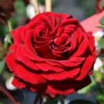 Роза "НЕХЕГЛУТ" — изображение 3