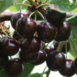 Черешня "НАПОЛЕОН ЧЕРНАЯ" поздняя — изображение 3