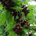 Черешня "НАРОДНАЯ" (июль)