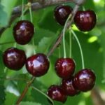 Черешня "НАРОДНАЯ" (июль) — изображение 3