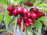 Кизил "НИКОЛКА" — изображение 3