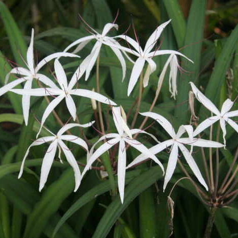 Кринум Purpurascens