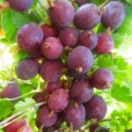 Крыжовник "СИРИУС" — изображение 2