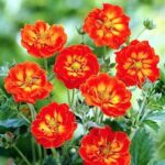 Лапчатка "ВИЛЬЯМ РОЛЛИССОН" (стакан Р9)